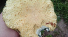 Gyroporus Cyanescens Wallpaper For IPhone