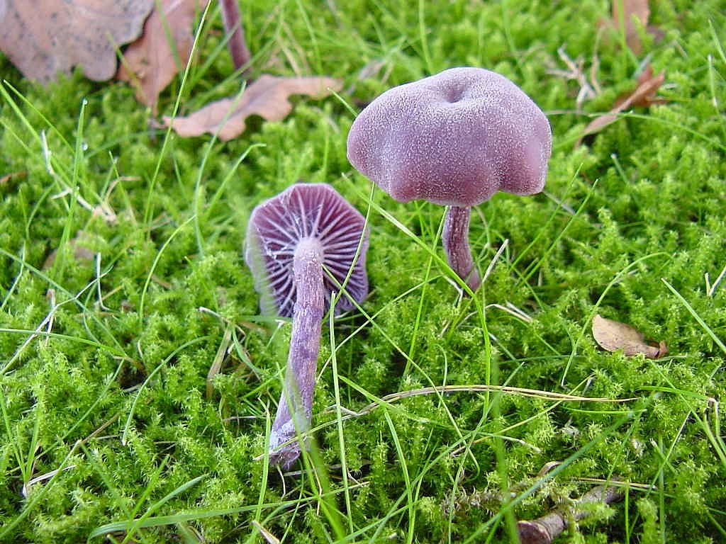 Laccaria Amethystine wallpapers HD