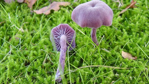 Laccaria Amethystine wallpapers high quality