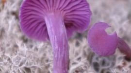Laccaria Amethystine Wallpaper For IPhone