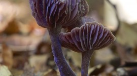 Laccaria Amethystine Wallpaper For IPhone#1