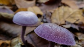 Laccaria Amethystine Wallpaper For Mobile