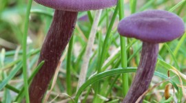 Laccaria Amethystine Wallpaper For Mobile#1