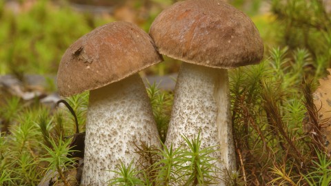 Leccinum Scabrum wallpapers high quality