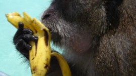 Monkey With Banana Wallpaper HQ