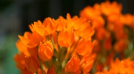 Orange Flowers Desktop Wallpaper