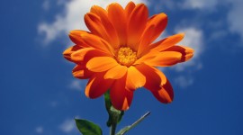 Orange Flowers Photo#5