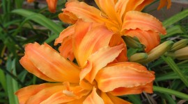 Orange Flowers Wallpaper For IPhone