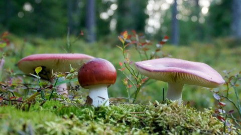 Russula Paludosa wallpapers high quality