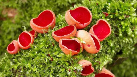 Sarcoscypha Coccinea wallpapers high quality