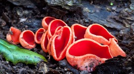 Sarcoscypha Coccinea Wallpaper For PC