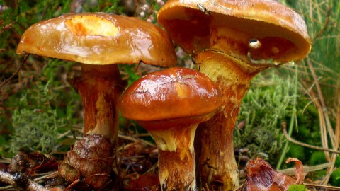 Suillus wallpapers high quality