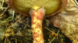 Suillus Wallpaper For Android
