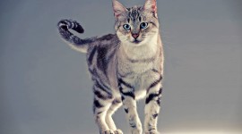 The American Wirehair Photo Free