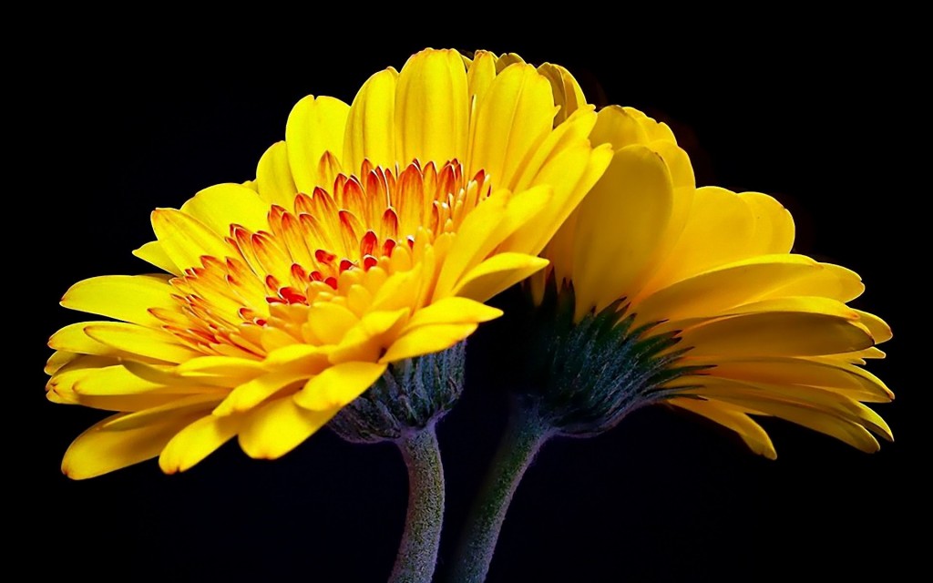 Yellow Flowers wallpapers HD