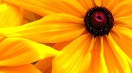 Yellow Flowers Desktop Wallpaper For PC