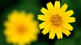 Yellow Flowers Desktop Wallpaper HD