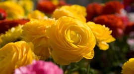 Yellow Flowers Photo