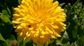 Yellow Flowers Photo Free
