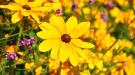 Yellow Flowers Photo#2