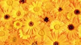 Yellow Flowers Pics