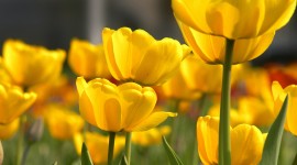 Yellow Flowers Wallpaper For PC