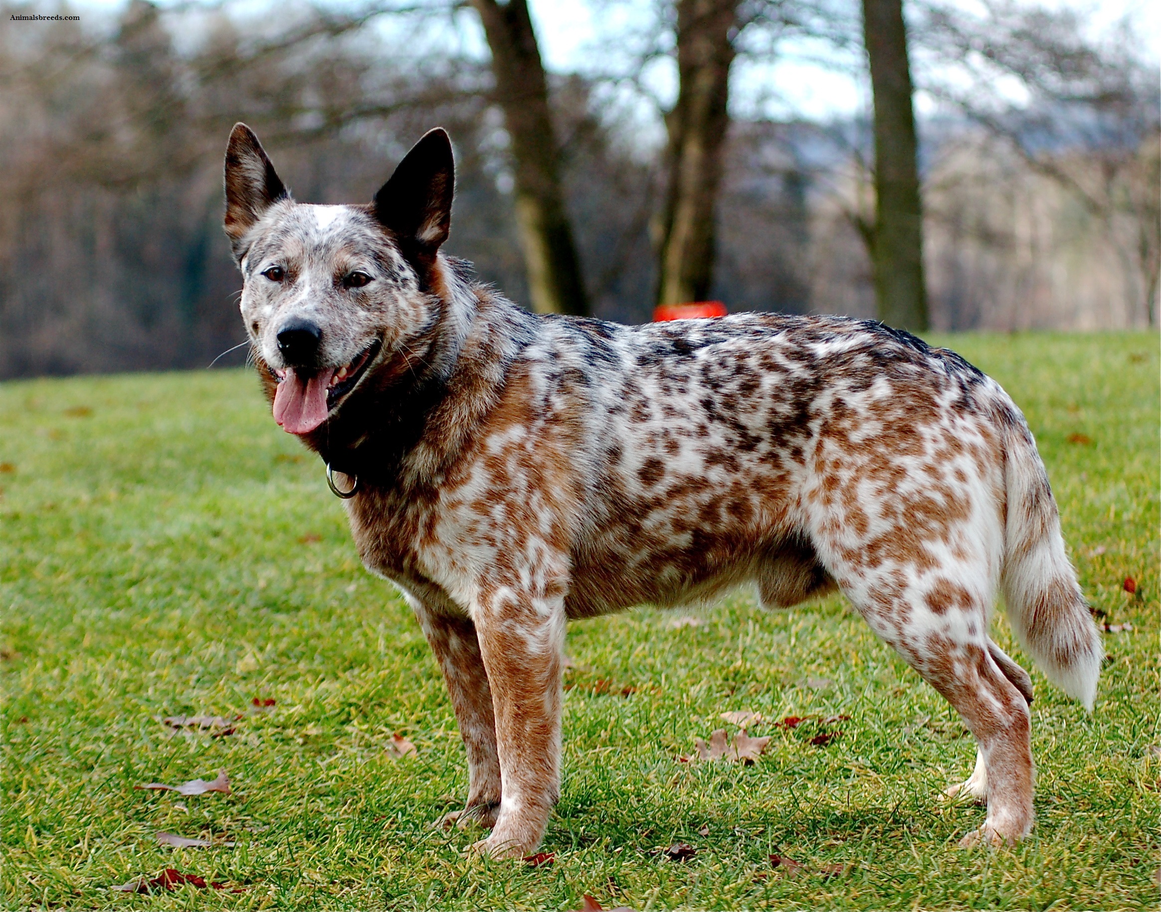 Australian Cattle Dog Wallpapers High Quality | Download Free