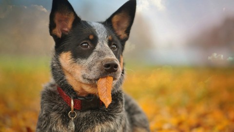 Australian Cattle Dog wallpapers high quality
