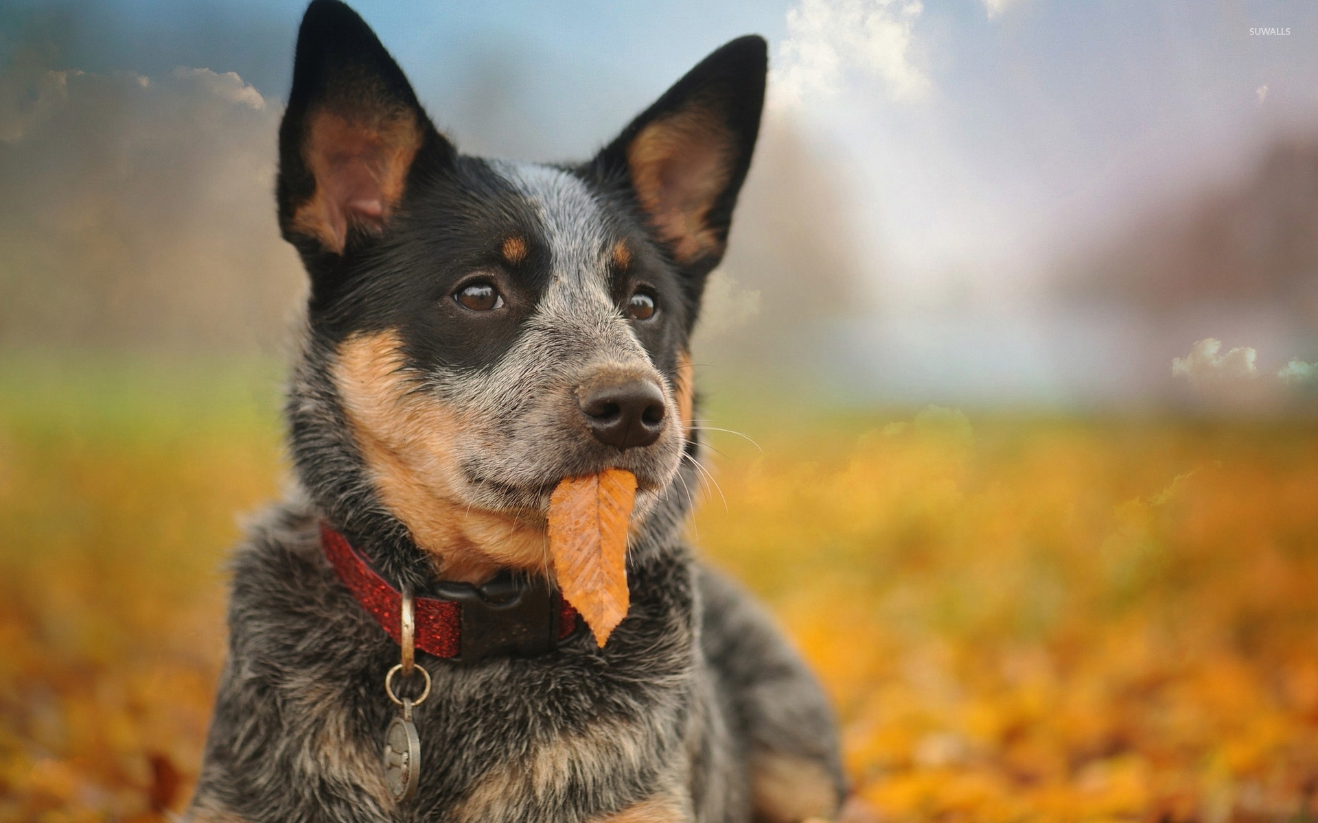 Australian Cattle Dog Wallpapers High Quality | Download Free