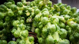 Brussels Sprouts Best Wallpaper