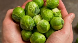 Brussels Sprouts Photo Free