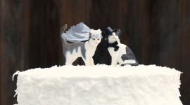 Cat Wedding Photo