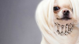 Chinese Crested Dog Wallpaper 1080p