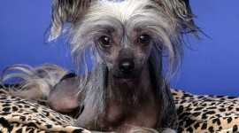 Chinese Crested Dog Wallpaper