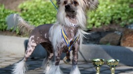 Chinese Crested Dog Wallpaper Free