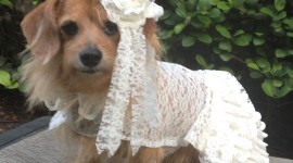 Dog Wedding Photo Download