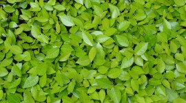 Green Leaves Photo
