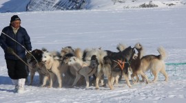 Greenland Dog Desktop Wallpaper HD