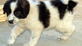 Karakachan Dog Photo Download
