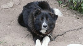 Karakachan Dog Photo#1