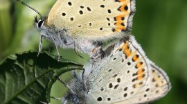 Lycaena Wallpaper For IPhone