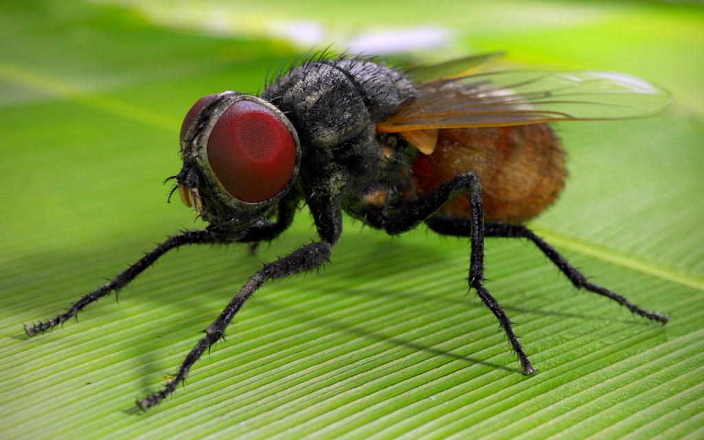 Musca Domestica wallpapers HD