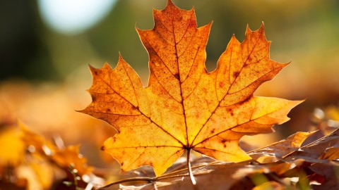 Orange Leaves wallpapers high quality