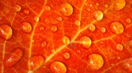 Orange Leaves Wallpaper 1080p