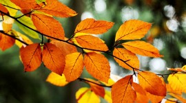 Orange Leaves Wallpaper For Desktop