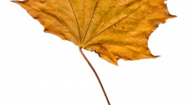 Orange Leaves Wallpaper For IPhone