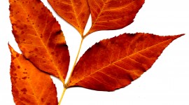 Orange Leaves Wallpaper For Mobile