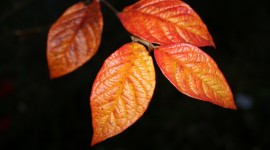 Orange Leaves Wallpaper Full HD