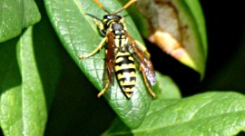 Polistes Gallicus Wallpaper For IPhone