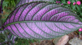 Purple Leaves Photo Download